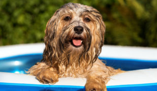 hond zwembadje