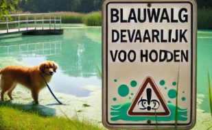 A_serene_summer_scene_by_a_lake_or_pond_with_a_warning_sign